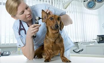 Clínica Veterinaria Nuestra Señora de Begoña veterinaria revisando a un perro