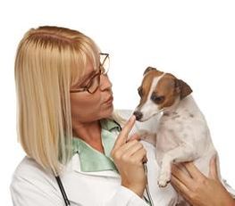 Clínica Veterinaria Nuestra Señora de Begoña veterinaria con un perro