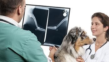 Clínica Veterinaria Nuestra Señora de Begoña veterinario revisando la radiografía de un canino